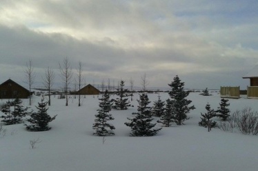 Snow covered trees